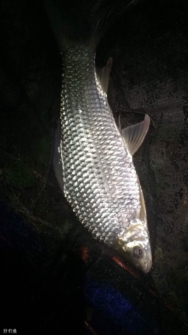 夜钓注意这3点,上大鱼十拿九稳!