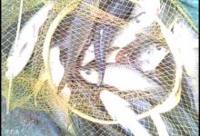 野钓小鱼的线组搭配、浮漂鱼钩的选择