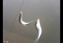 钓鱼出现截口的原因及应对技巧