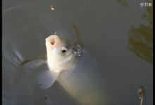 超全的野外钓鲫鱼的技巧攻略（各种钓法分析）