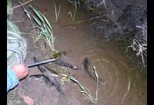 野钓鲶、黄颡鱼的实用性技巧攻略