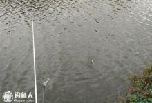 浅谈流水手竿无漂钓法的应用技巧