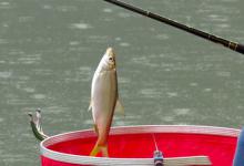 春末浮钓黄尾的选漂调钓与用饵技巧
