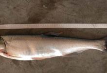 手竿垂钓五种凶猛鱼的方法