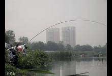 传统钓与台钓的区别及常见钓法