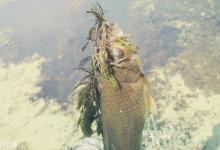 野外水草处钓鱼的经验谈