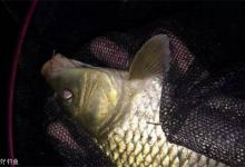 夏季夜钓没有口？这5个因素导致