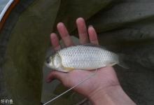 高手经验之竞技钓鲫鱼的正确卸鱼方法