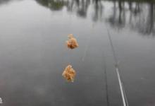 钓猾口鱼的饵料技巧