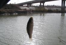 冬季野钓鲫鱼的时机与钓点选择