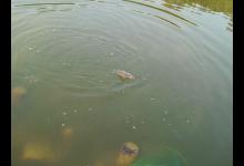 窝内有鱼星，但不开口的原因及应对方法