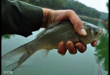 如何用竞技钓法成功钓获鲫鱼的技巧
