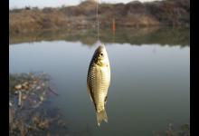 冬季野钓轻口鲫鱼的五个技巧