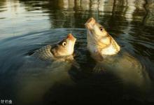 避开鲢鳙或小鱼锁定目标鱼的方法