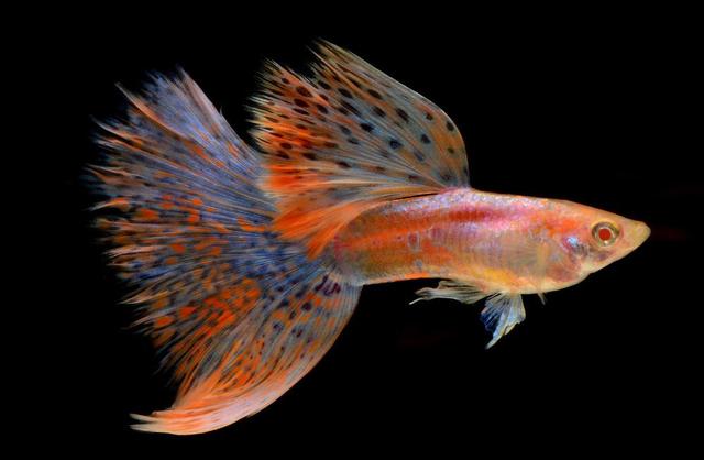 怎么养出漂亮的孔雀鱼?关键的这两方面,你做到了吗?