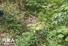 夏季野钓防蛇技巧及被咬后的处理方法