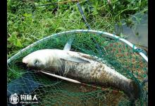 野钓鲢鳙鱼的通杀钓组及施钓方法介绍