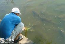 鱼的警觉性9：钓具钓技钓饵钓点论序 完结