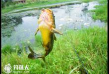 浅谈逗钓适用的鱼情和使用技巧