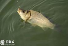 范宁讲静态钓浮的调钓原理与技巧