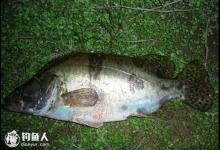 海竿串钩荤饵钓肉食鱼类的技巧