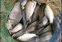 天冷水凉的手、海竿拖钓鲫鱼法