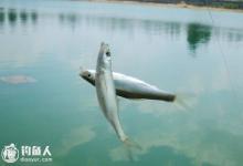 悬坠钓野战攻略7：避杂鱼闹窝的技巧