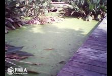 浮萍塘野钓轻松下钩的小妙招