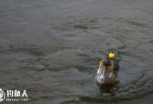 浅谈珠珠与泡沫钓法的应用介绍