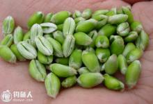 浅谈谷麦钓法的用饵技巧及钓法的选择