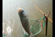 搓饵底钓鲫鱼与浮钓的探讨