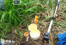 浅谈蘸饵钓猾、慢鱼的用饵技巧