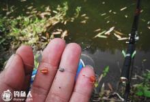民间谷麦钓鲤鱼的用饵打窝技巧