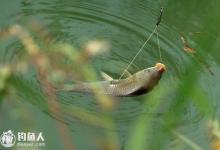 漫谈水草区野钓之全面攻略