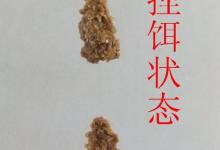 巧避小鱼闹窝的麻团钓法使用技巧