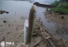 浅谈浮钓的钓组配置和应用技巧