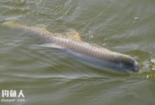 实战钓草鱼经验之拉砣钓法的介绍