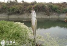 野外沟渠钓鱼的钓场选择及饵料用法