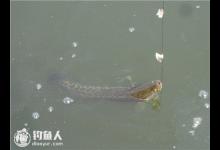 串钩钓法的六个灵活使用技巧