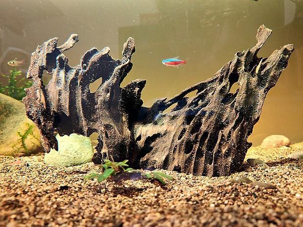 它是鱼缸造景的主角,沉木如何处理?沉木的常见问题解答