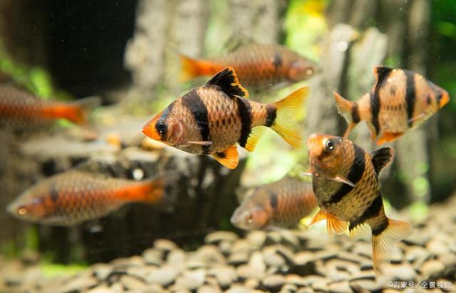 老鱼友都是自养这3种鱼虫喂鱼,喂活食的2个好处你知道吗?