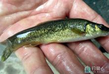 冰钓柳根鱼的具体方法与技巧