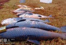 手竿钓鱼遇到跑大鱼脱钩逃跑的原因分析