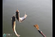 竞技钓快鱼：散炮饵飞铅钓技巧