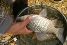 野钓鲫鱼时应依据水域选择合适的浮漂