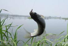 提高野钓鲫鱼技巧的高手教程