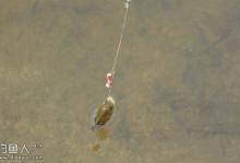 冬季钓鱼的七个逗钓技术