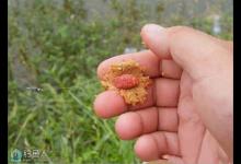 手竿包食钓法湖库钓鲤鱼技巧