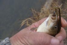 冬季野钓应对轻口鱼的战术分析