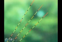 台钓时应根据鱼情选择浮漂